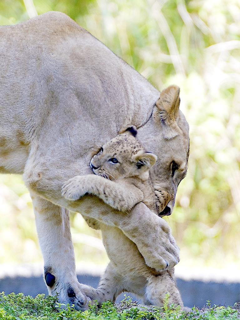 The loving bond between mother and child is also captured in these incredible candid shots, with a lioness and her cub sharing a comforting embrace and a mamma bear apparently giving her baby a big kiss. . Picture: Ron magill/Caters.