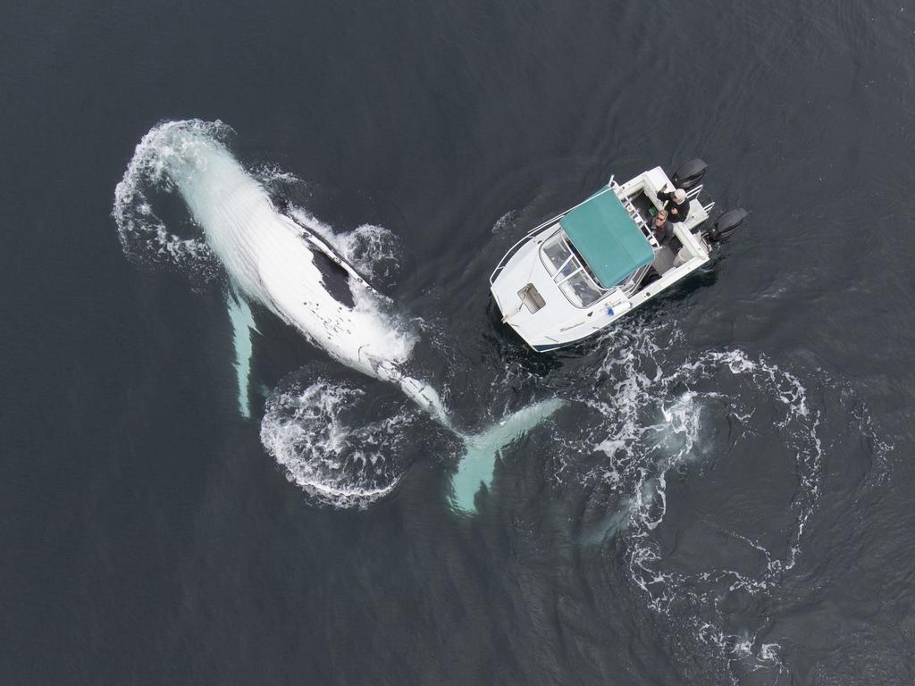 TWO 40 tonne humpback whales put on a show to remember for the inhabitants of this small boat - at one point coming so close that they accidentally collided with it. Picture: Craig Parry/Barcroft/Getty