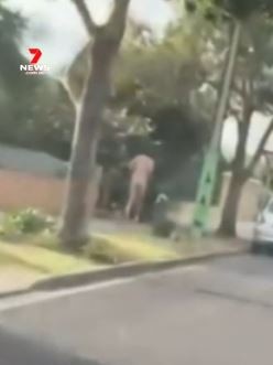 A cheeky jogger has turned heads in Adelaide’s inner west, caught on camera wearing nothing more than socks and sneakers. Picture: 7NEWS