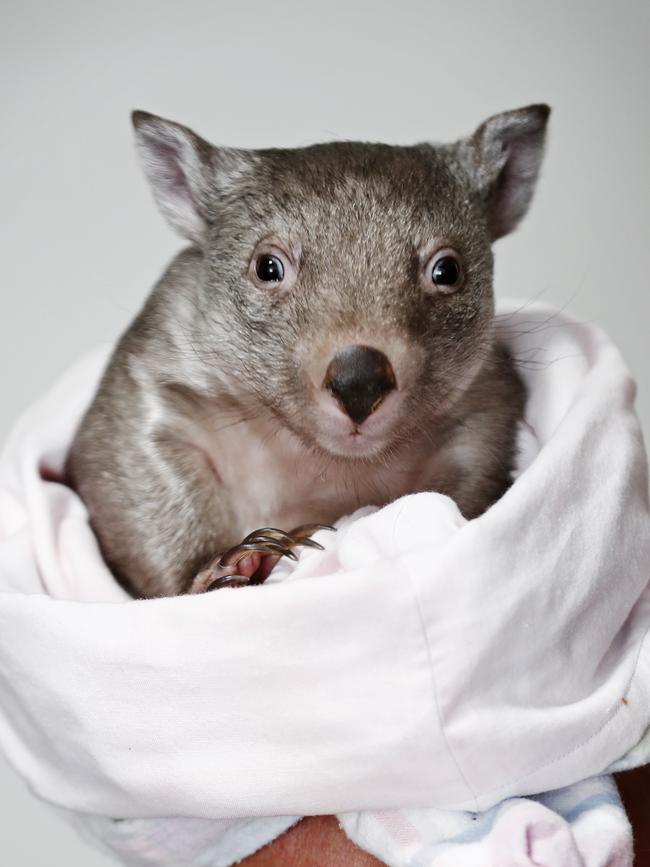 Ivy the wombat has been left orphaned after a road accident. Picture: Sam Ruttyn