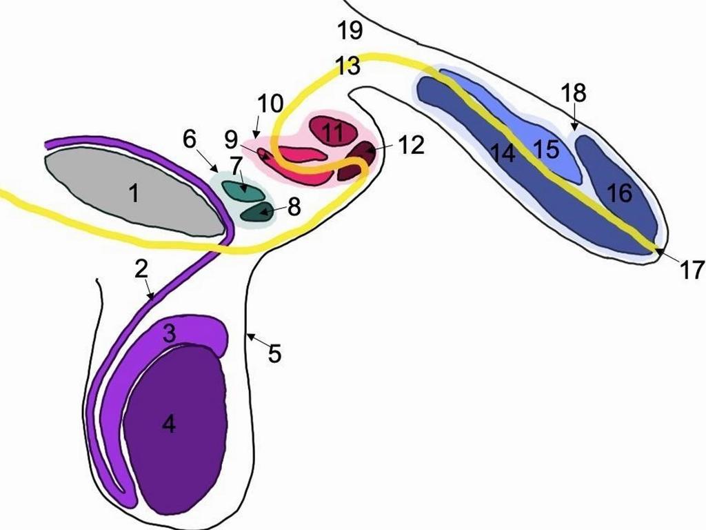 The second and third penises seen in red and green. Picture: Journal of Medical Case Reports