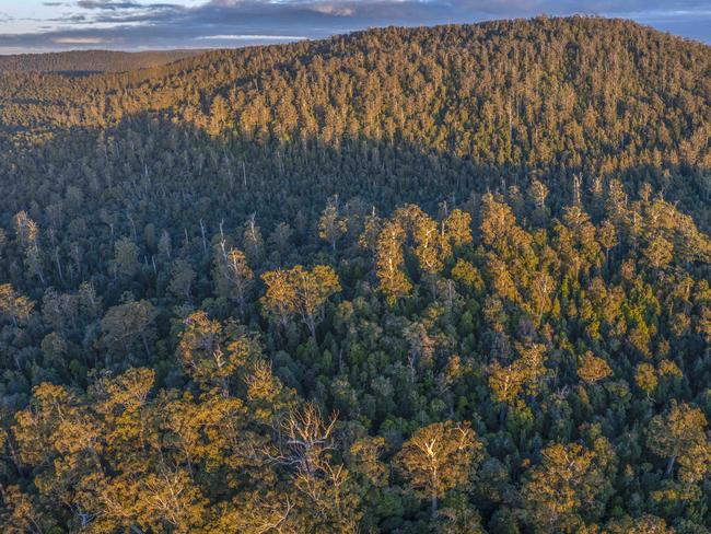 Native forest near Meunna, in Tasmania's Takayna / Tarkine region, due to be logged. These forests were not included for protection in the 2012 forests peace deal. But with trade-off national parks never delivered in full under the deal, even more moderate green groups are now dropping support for the agreement and demanding an end to all native forest logging. Picture: Bob Brown Foundation.