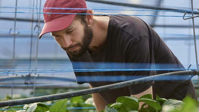 Zeke Zalsman of Zaldeesh Farms at Oldbury in Western Australia grows capsicums in high-tech greenhouses. Picture: VegetablesWA/Frances Andrijich