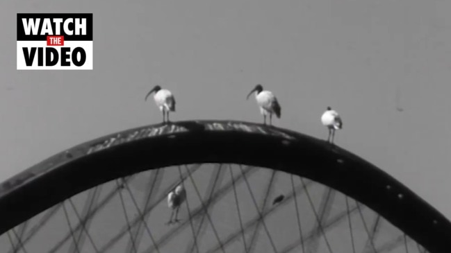 Taronga Zoo's ibis relocation program to Sydney Harbour (ABC)