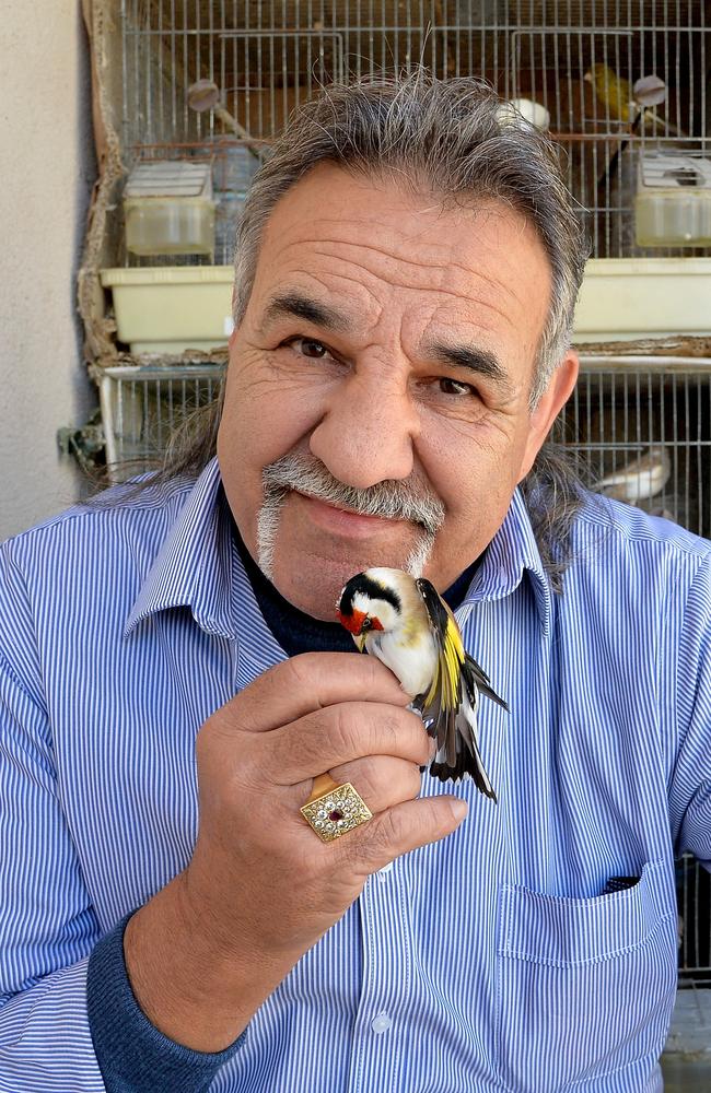 Alex Vellaat apartment in the Mosta district of Malta with one of the birds he says are his only posessions. Picture: David Dyson