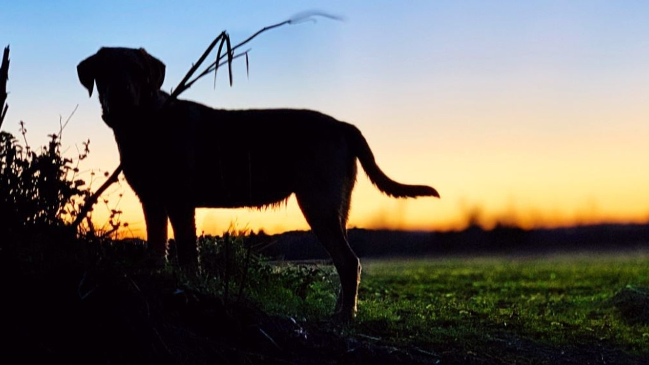 A generic file photo of a dog. Angela Atkinson founded Townsville Foster and Rehoming Animals (TFRA) to save homeless and unwanted animals in 2011. Picture: Supplied