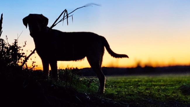 A generic file photo of a dog. Angela Atkinson founded Townsville Foster and Rehoming Animals (TFRA) to save homeless and unwanted animals in 2011. Picture: Supplied