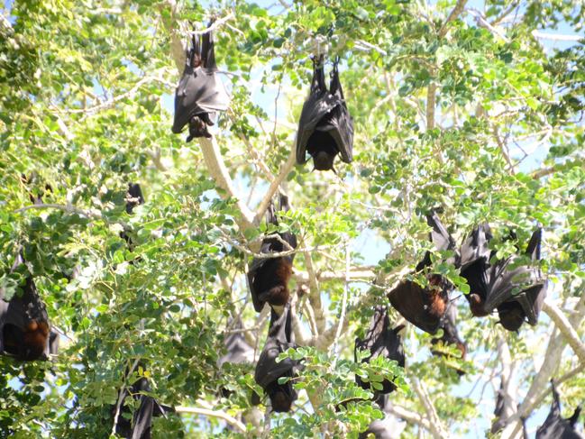 Flying foxes from Lissner Park. Council have tried everything to evict the colony. At one point they hired a helicopter to swoop over the trees, but all that got them was an angry State Government not happy about the harassment of a protected species. "There was a lot of pressure from the environmentalists to not do that again," Cr Beveridge said.