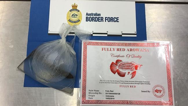 A man was arrested at Adelaide Airport for allegedly trying to smuggle an endangered fish around his neck. Picture: Australian Border Force