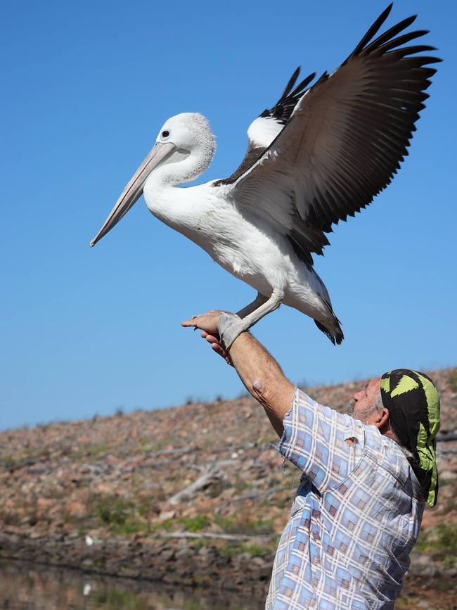 NQ Wildlife carer Chris Bell with Peggy the pelican before her release at Ross River Dam. Photo: KAT COOK