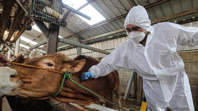 Veterinarians inject the second phase of the FMD vaccine in farm animals in Bandung, West Java, Indonesia, August 1, 2022. Picture: Agvi Firdaus