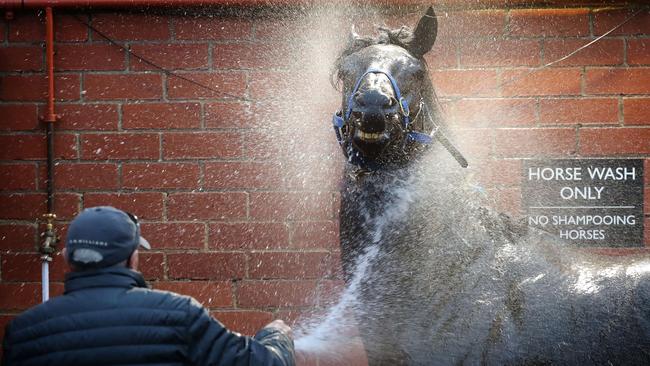 Morton’s Fork will hit the road again for a race at Doomben on Saturday. Picture: Michael Klein