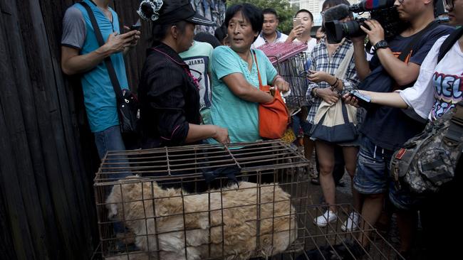 Animal-lover Yang Xiaoyun (centre) inspects a dog that has been captured to be sold as food as Yulin. Picture: AFP