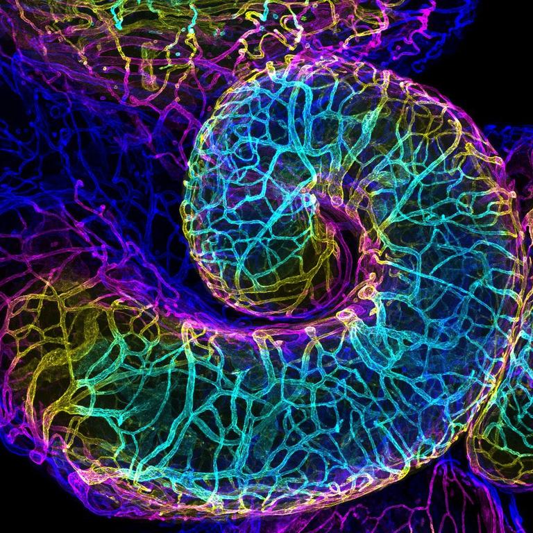 16th Place Mouse oviduct vasculature Picture: Dr. Amanda D. Phillips Yzaguirre