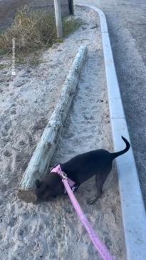 Aussie dog finds the best stick at the beach