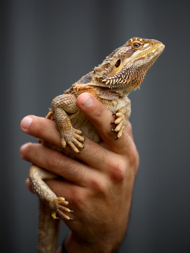 A Bearded Dragon similar to the one seized. Picture: Toby Zerna