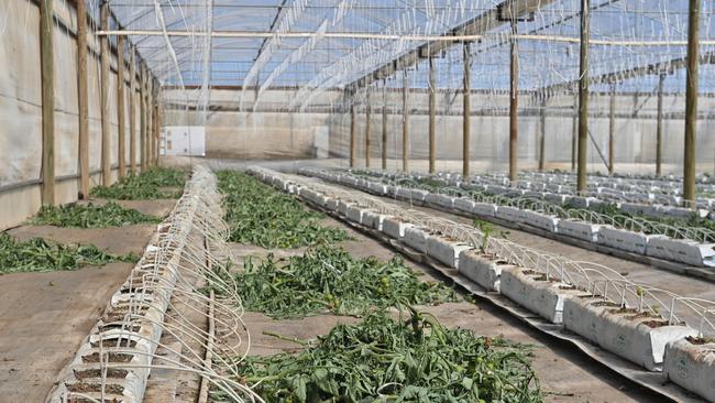 Tomato vines worth hundreds of thousands have been pulled from the ground at Gawler River Tomatoes to control the virus. Picture: Keryn Stevens