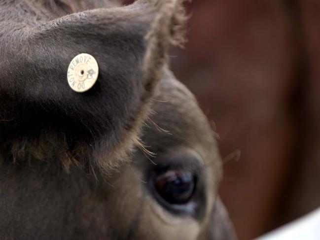 Rural a National Livestock Identification Scheme ( NLIS ) electronic identification eartag on a calf at the Killafaddy Sale Picture: Deanne Rogers