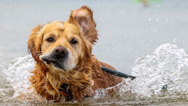 Melbourne reached its forecast top of 39C on Monday. Picture: Ian Currie.