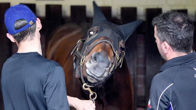 Winx at Moonee Valley racecourse before her big race on Saturday in the Cox Plate.