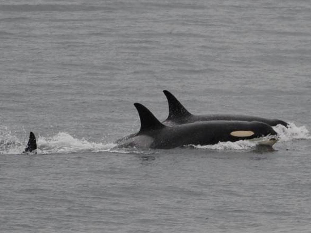 J35 was spotted swimming back with her pod. Picture: Center for Whale Research/AP