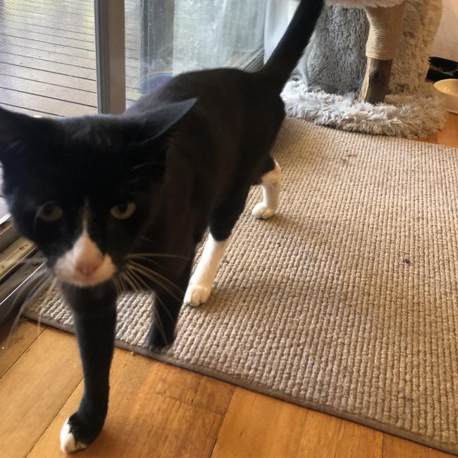 A Bendigo cat, named Bunny, at home.