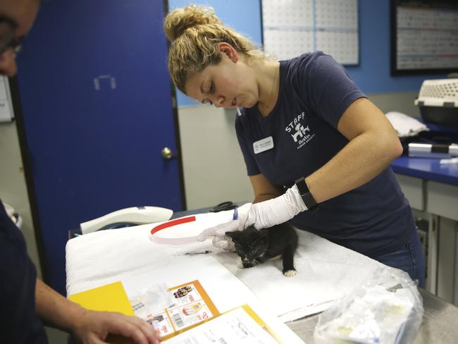 In this Saturday, Aug. 26, 2017 photo, Sarah Hammel, shelter manager at Austin Humane Society, and Kelly Garner, intake specialist at Austin Humane Society, work on processing kittens from Beaumont Animal Services, in Austin. Austin Humane Society is one of several shelters in Central Texas taking in evacuated shelter animals from the Texas coast affected by Hurricane Harvey. Picture: AP
