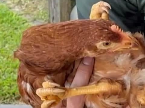 The four-legged chicken was hatched with a rare genetic condition known as polymelia. It has now found a new home and its future looks in fine feather. Picture: Facebook