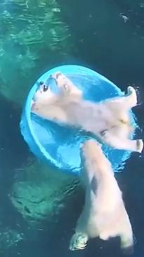 Polar bears throw adorable pool party