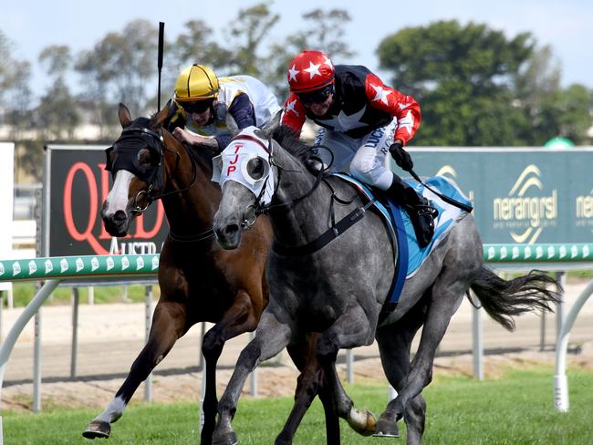 Winner of race 3 Rapido Gris. Ridden by Ron Goltz at the Gold Coast Turf Club. (Photo/Steve Holland)