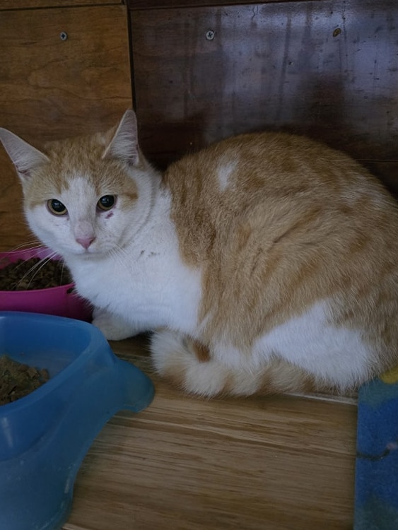 One of the cats rescued from the Annabelle Street Area in Rokeby. Picture: supplied.