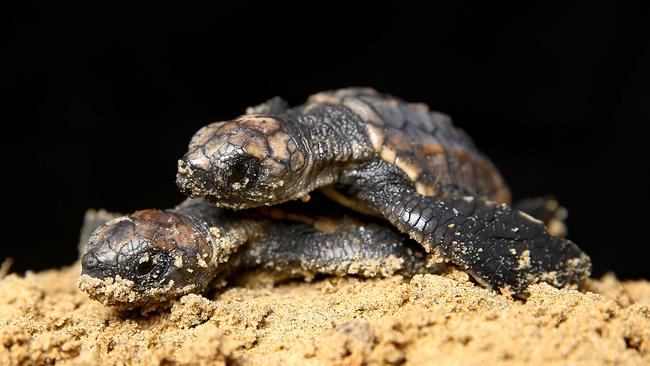 Turtle power! Surf’s up for rescued loggerhead sea turtle babies at ...