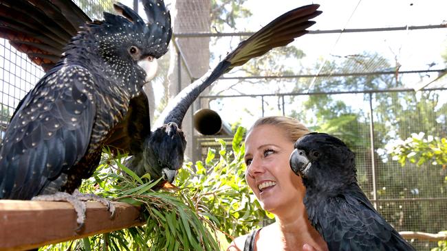 VIDEO: Baby black cockatoo hatchs from egg | Daily Telegraph