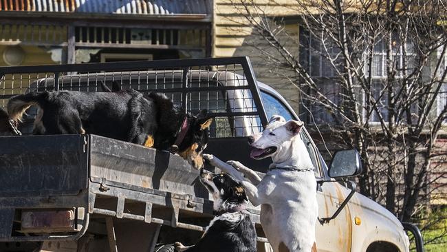 The Weekly Times Day of Dogs 2018 #dayofdogs18 Val Rees sent in this picture of a couple of dogs she saw conducting a meet-and-greet in Wedderburn. 