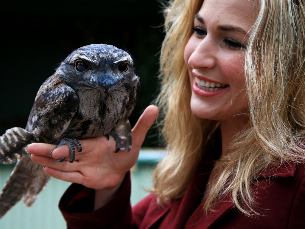 Vikki Campion with a Tawny Frog Mouth at Featherdale Wildlife Park at Doonside. PIcture: News Corp Australia