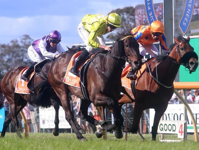 Blue Pyrenees Estate Avoca Cup Day, Avoca,  Race 7, Avoca Cup won by Will Gordon on Crackerjack Prince, #2,  Picture Yuri Kouzmin