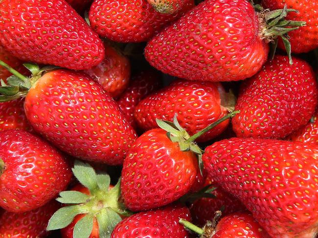 For FARM: Tuckerberry Hill is getting ready for the Christmas rush - David Lean grows strawberries (ripe now) and blueberries (not yet ripe), open to the public for pick-your-own every day during blueberry season through Dec and Jan.Picture: ANDY ROGERS