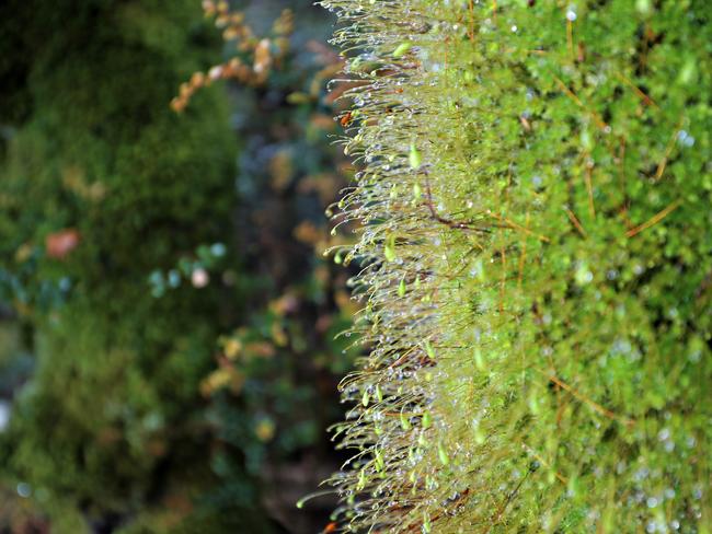 Day 4. Moss on a tree in the Cloud Forest on the North side of Mt Fortescue. Three Capes Track walk. PICTURE: Richard Jupe