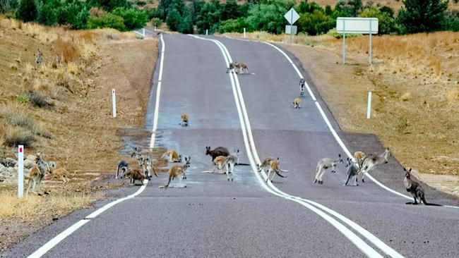 ON THE RISE: Kangaroos on Blinman Road, just south of Blinman in the Flinders Ranges. Picture: PHIL COLEMAN