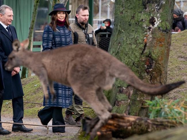 Denmark's Queen Mary visits Copenhagen Zoo and "Mary's Australian Garden" exhibit. Picture: AFP
