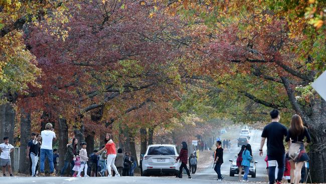 Tourists flock to Honour Avenue in Macedon to see the Autumn leaves. Picture Jay Town.