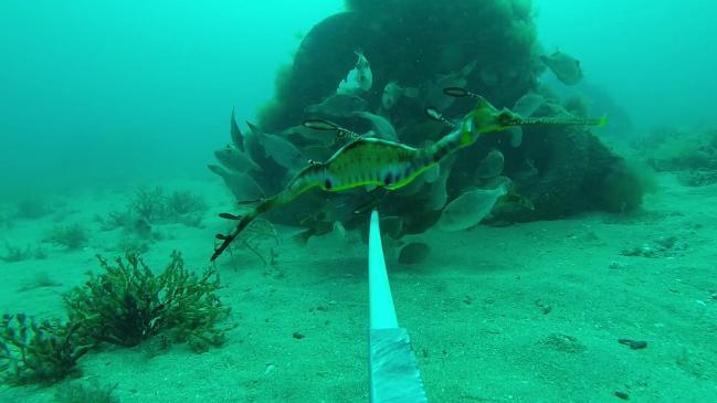 Marine life near Adelaide desalination plant, 2016