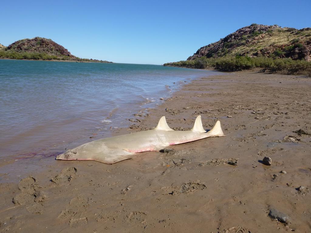 Sawfish are hunted for their rostrums, which fishermen see as “trophies”. Picture: Supplied