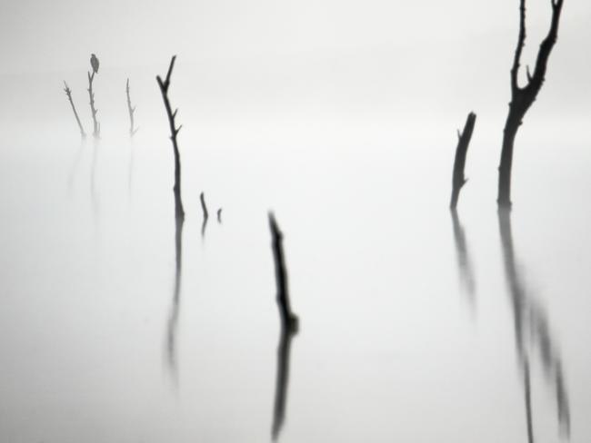 Young Wildlife Photographer of the Year- Out of the fog by Ismael Domínguez Gutiérrez, Spain Winner, 11-14 Years Ismael Domínguez Gutiérrez reveals a monochromatic scene as an osprey sits on a dead tree, waiting for the fog to lift.