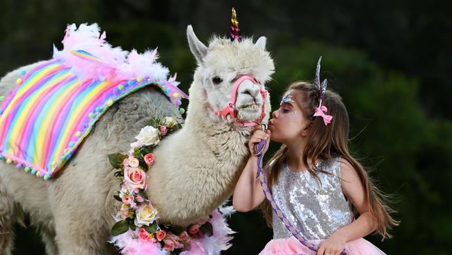 The Mountview Alpaca Farm in Canungra will be open tomorrow. Photo: Adam Head