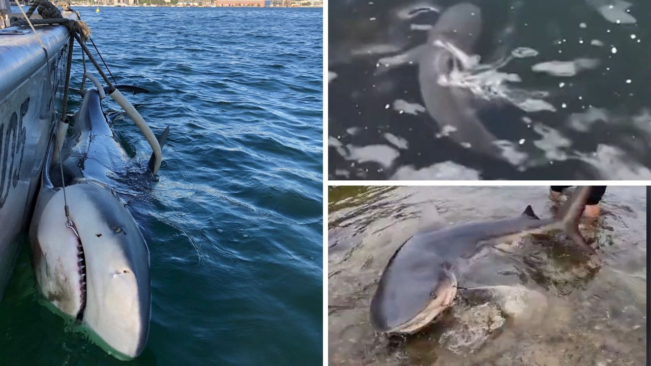 More sharks in Sydney Harbour and beaches over summer | The Weekly Times
