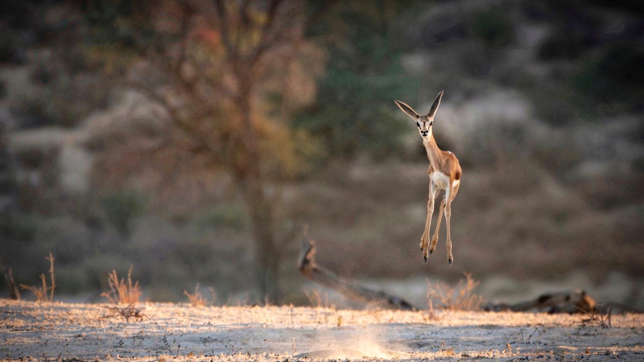 “Yay! It’s Friday!: A young springbok, all ears and spindly legs, caught in midair while pronking as the sun started to rise over the Kgalagadi Transfrontier Park (South Africa). There is not much information on why the Springbok pronk but some theories suggest it is a way of showing fitness and strength to ward off predators and attract mates. It has also been said that this small, dainty and largely unappreciated antelope also pronks out of excitement, jumping for joy!” Picture: The Comedy Wildlife Photography Awards 2021/Lucy Beveridge