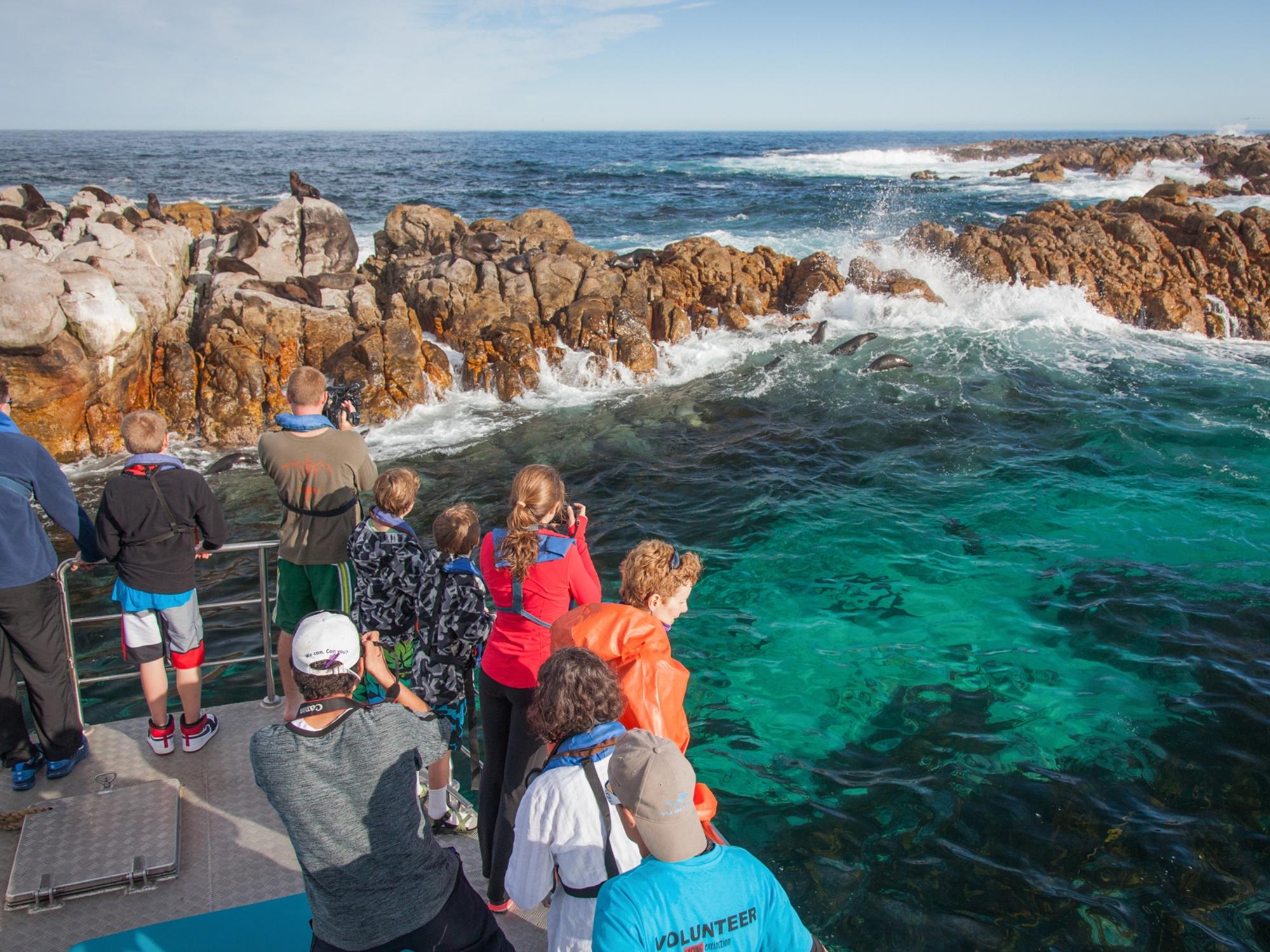 dyer island cruises cape town