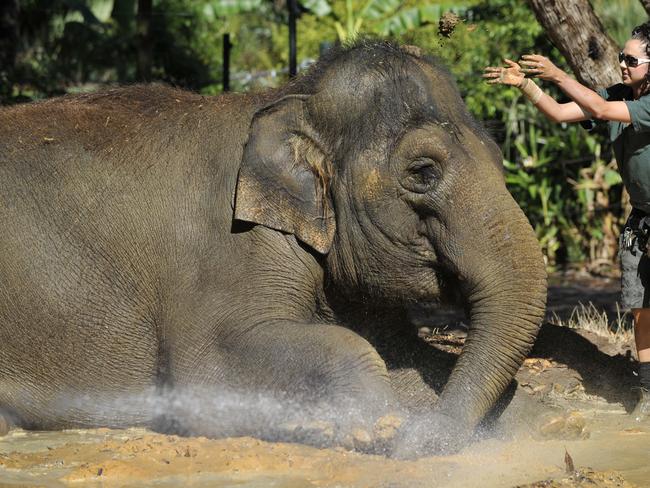 Newly completed  five million dollar elephant exhibit at The  Perth  Zoo . Picture of Claire Stratford  elephant Keeper helping  19 year old Permai  get all muddy.