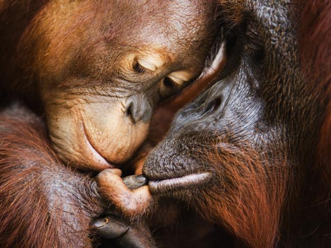 A touching moment as an infant orangutan touches his mother's lip with his small finger ( Pongo pygmaeus ) and she wraps her big finger around his, Borneo, Indonesia.Picture: Jamis Tarris/ Remembering Great Apes